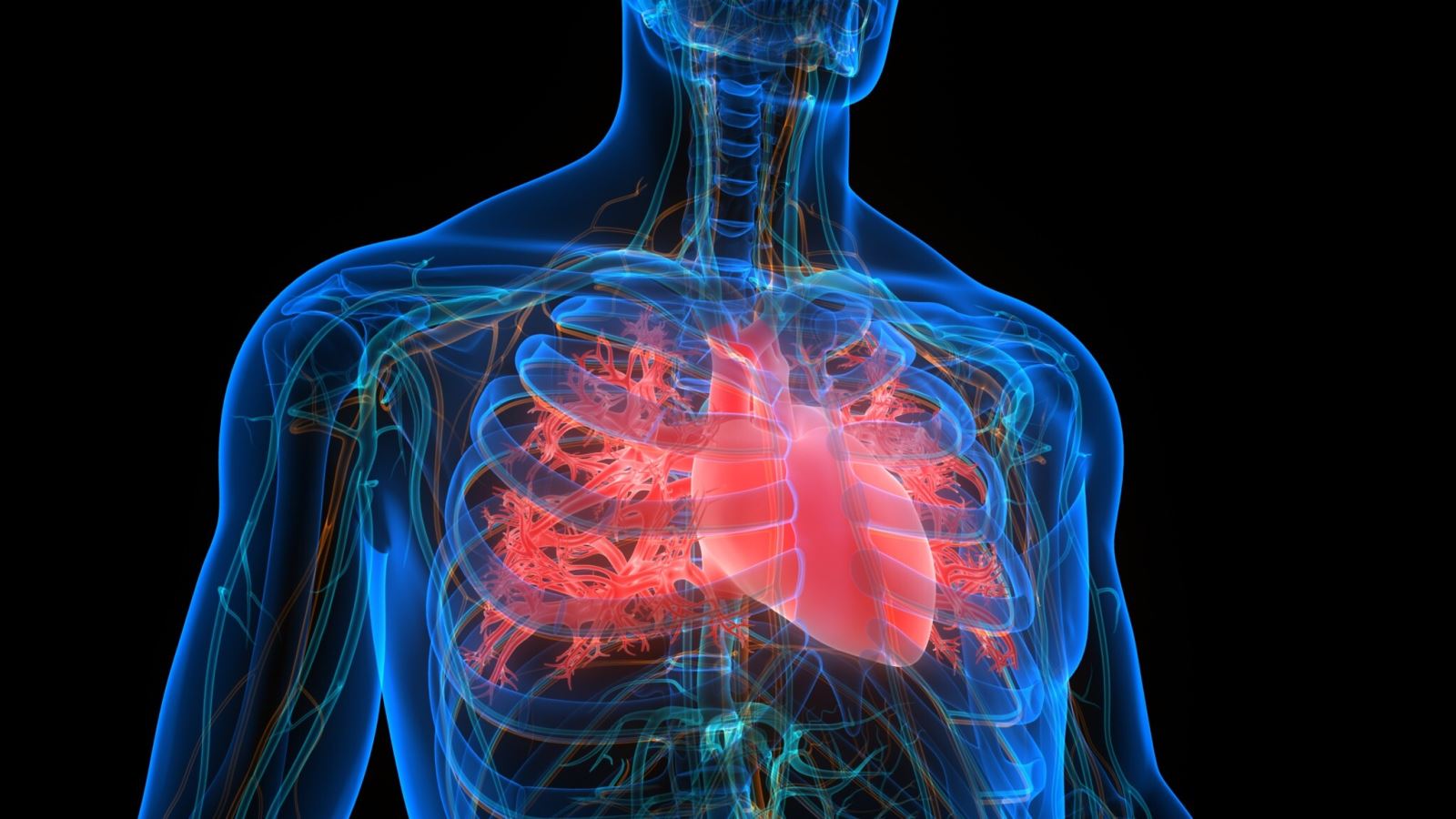 Đông trùng hạ thảo giúp cải thiện chức năng tim mạch